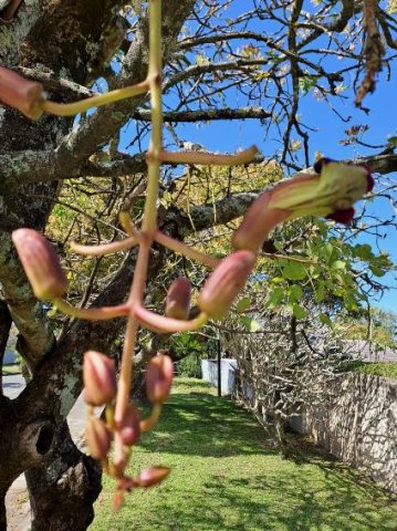 Kigelia africana hanging buds